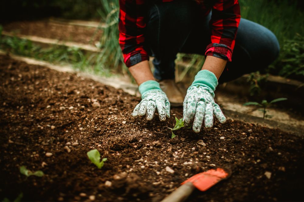 Gloved hands setting a young plant into fresh, dark bed soil