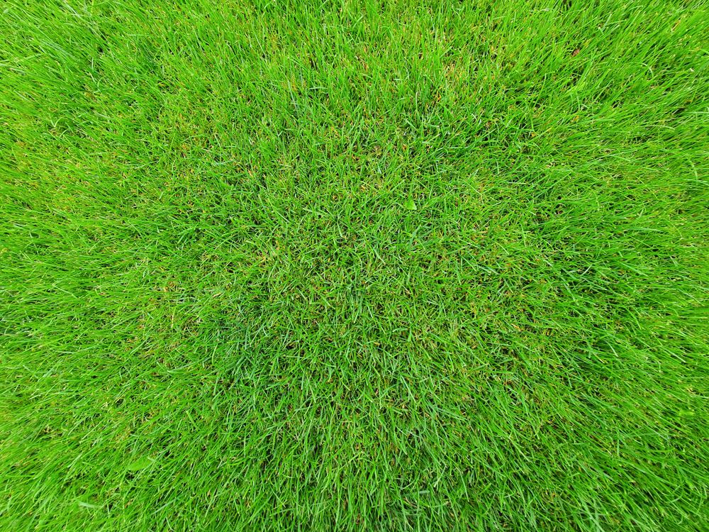 Close-up of thick, deep-green turf