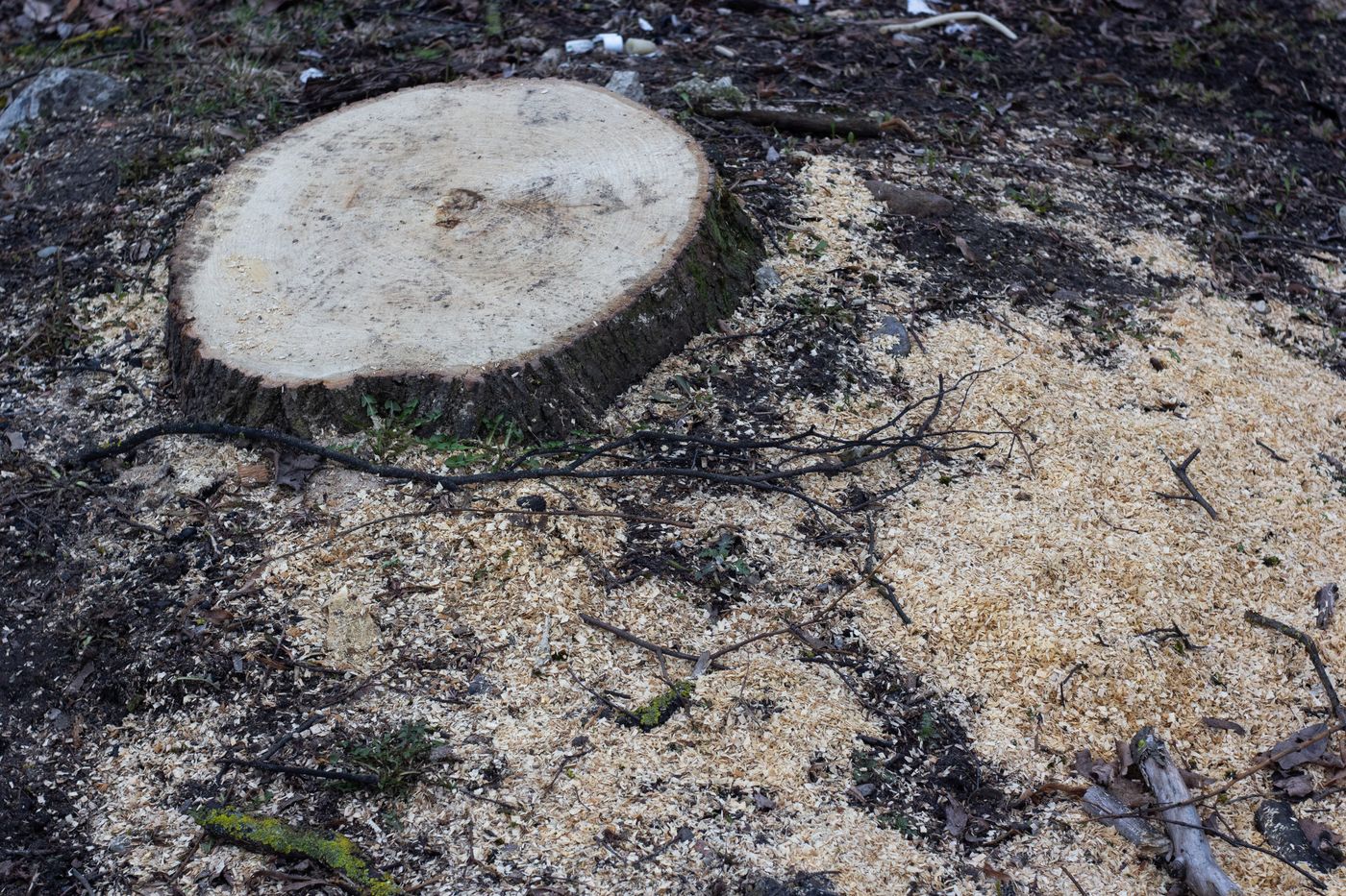 Freshly cut stump surrounded by sawdust