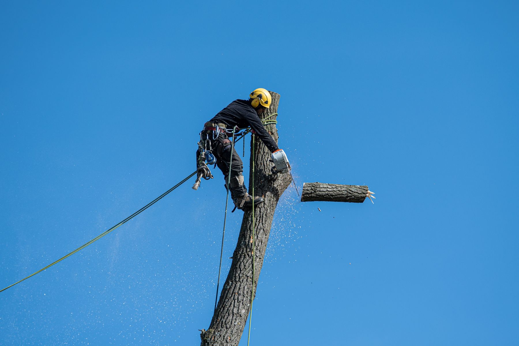 Arborist roped to the top of a tree cutting a section free