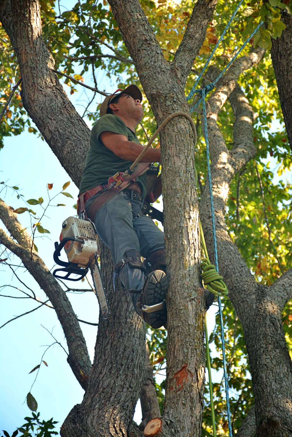 Arborist roped into a tree canopy during a pruning job