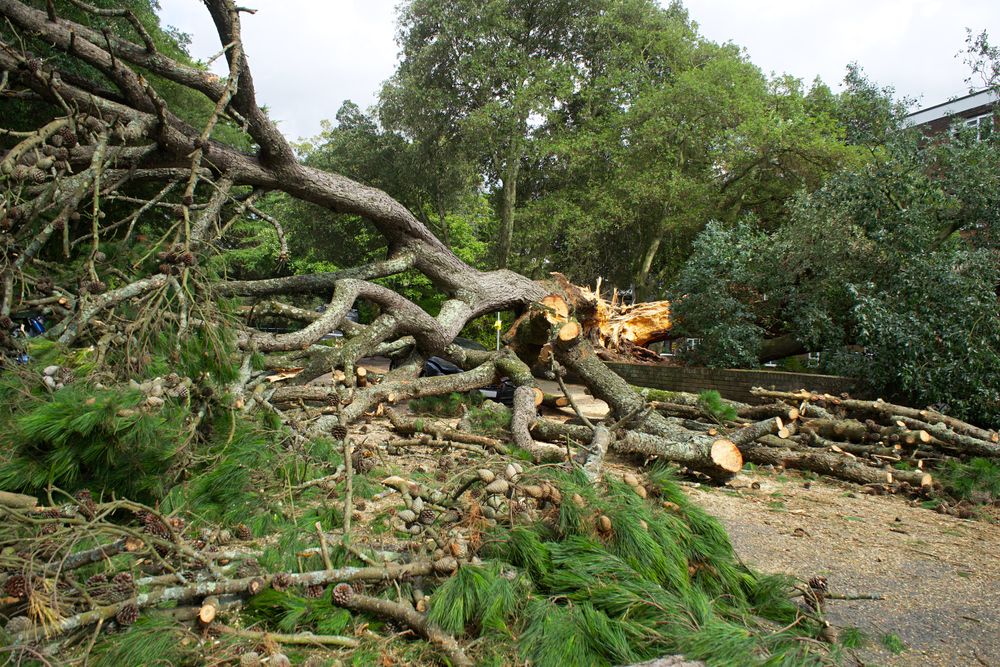 Large pine uprooted by a storm lying across a yard